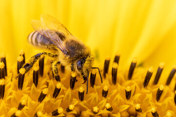 organic food and summertime, bee collecting honey on a sunflower