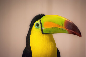 Fototapeta premium toucan with beak