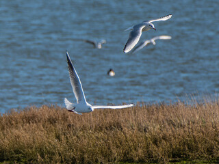 Gulls in flight over marshes