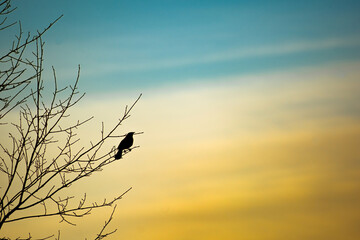 silhouette of a bird sunrise