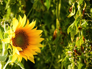 sunflower in the garden