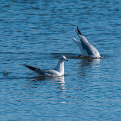 Seagulls fishing in a lake