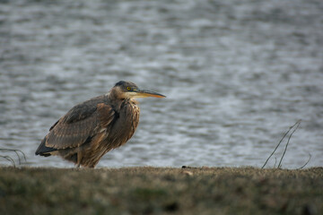 great blue heron in the marsh