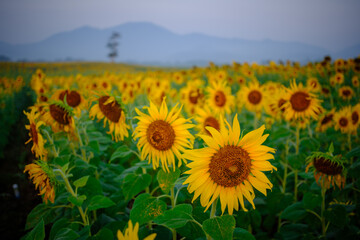 Fototapeta premium field of sunflowers in region