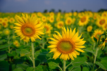 sunflower field in summer