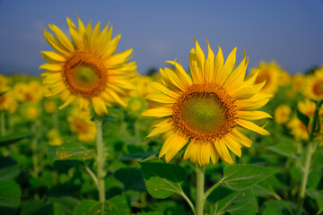 Fototapeta premium sunflower field with sky