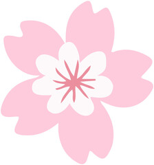 Cherry  blossoms  vector 