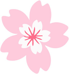 Cherry  blossoms  vector 