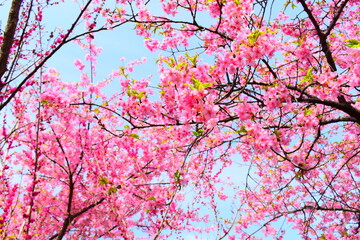 ピンクの梅の花

