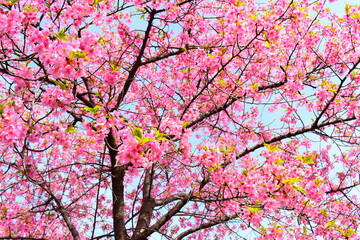 ピンクの梅の花
