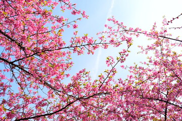 ピンクの梅の花