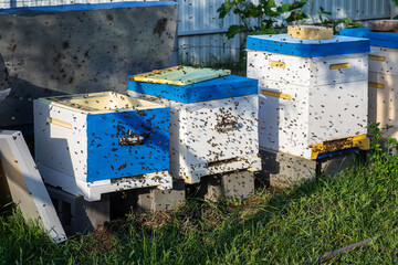 Hives in the apiary in the spring during an active flight of bees. A lot of bees on the approach to...