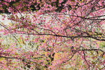 Fototapeta premium ピンクの梅の花