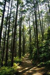 熊野古道･蘇生の森