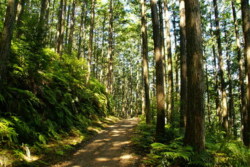 Fototapeta premium 熊野古道･蘇生の森