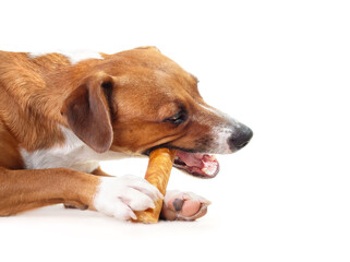 Happy dog with chew stick in mouth and between paws. Side view of puppy dog eating a yak milk cheese bone while lying on floor. Natural chew stick for dental and mental health. Selective focus.