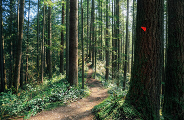 Fototapeta premium Beautiful BC rainforest during spring season. Footpath in forest with many tall trees and lush foliage. Lower Mount Seymour Hiking and biking trail in North Vancouver, Canada. Selective focus.