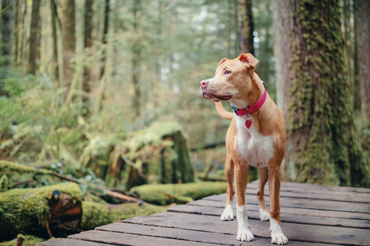 Large dog standing in forest on boardwalk hiking trail while looking at something. Front view puppy dog enjoying nature walk in the park. 6 month old, female Boxer Pitbull mix dog. Selective focus.