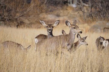 Small herd of mule deer
