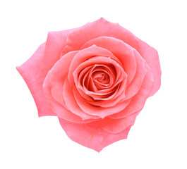 Beautiful pink rose with tender petals on white background, top view
