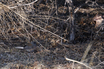 dark-eyed junco