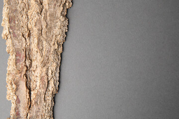 Tree bark piece on gray background, top view. Space for text