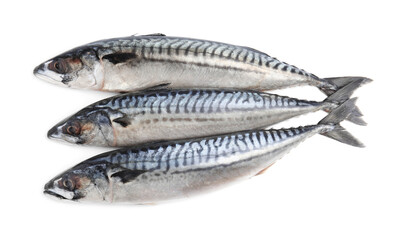 Three tasty raw mackerels isolated on white