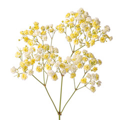 Beautiful colorful gypsophila flowers on white background