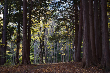 The beautiful cosy walk path f the forest nature in Sapporo Japan