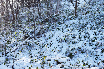 The beautiful winter landscape of the forest mountain with bamboo bushes in Sapporo Japan