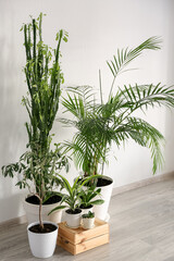 Green houseplants with wooden box near light wall in room