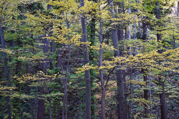 The soothing yellow autumn colorful forest nature in Sapporo Japan