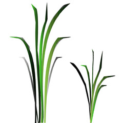 grass isolated on white