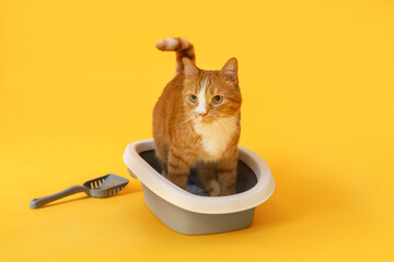 Cute cat in litter box on yellow background
