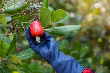 Closeup gardener's hand is picking cashew apple fruit in garden. Concept, Economic crop in...