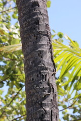 Beautiful rat snake coming down a palm tree