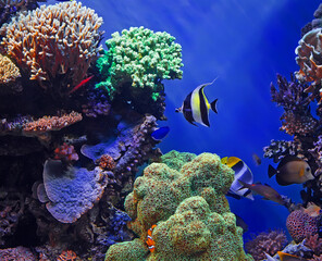 Tropical fish and coral reef