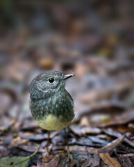 The North Island robin, also known as toutouwai, is a friendly and trusting bird. In the dense forest in Rotorua district. New Zealand.