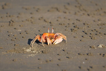 Fototapeta na wymiar Crabs at a sandy beach