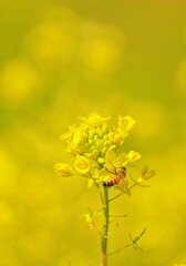黄色の菜の花畑の中で花に止まる花粉媒介者のかわいい一匹のミツバチ