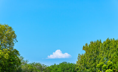 Green tree foliage surrounding white cloud in blue sky