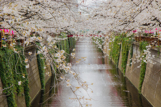sakura blossom over the river