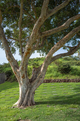 Obraz premium Eucalyptus Tree on a Green Hillside.