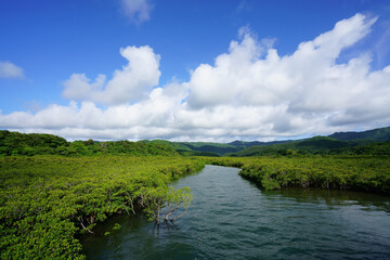 Obraz na płótnie Canvas Mangrove forest with river in Iriomote island