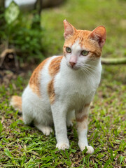 Naklejka na ściany i meble The dashing domestic male cat, with white and orange fur colours. 