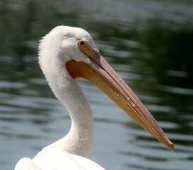 white pelican profile closeup