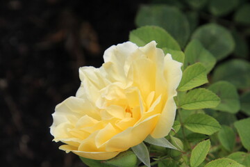 yellow rose in the garden