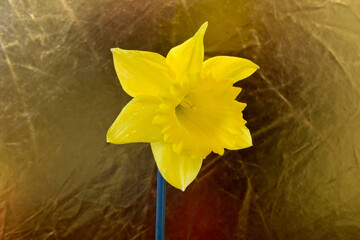 Golden Daffodil 01