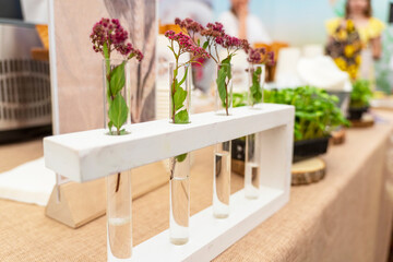 Seedling growing in laboratory undergoing experiment. Biotechnology Research.