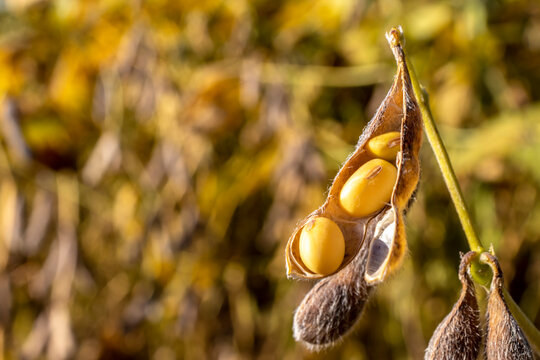 Rural landscape with fresh soy field. Soybean field, in Brazil.